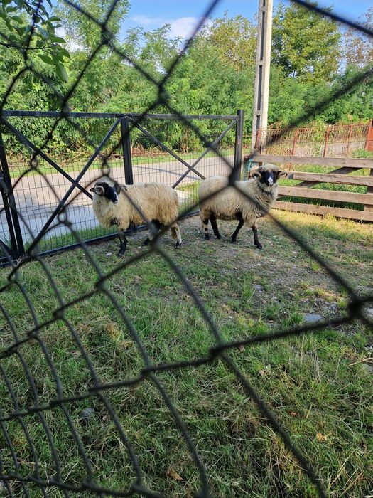 De vânzare 2 miori!