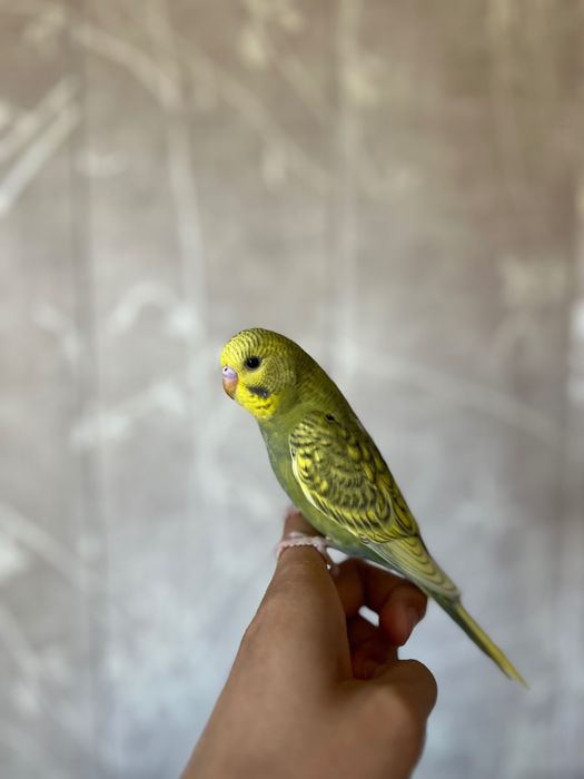 Valnisti papugay, to’tiqush Волнистый попугай альбинос nemis