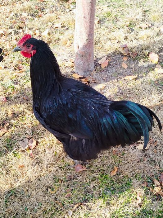 Хўрозлар сотилади.жерс