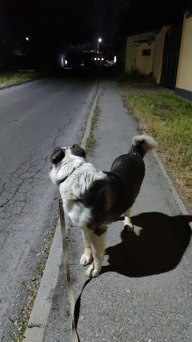 Ищем сучку на вязку