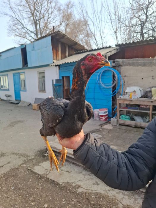 Продам дакана джужик