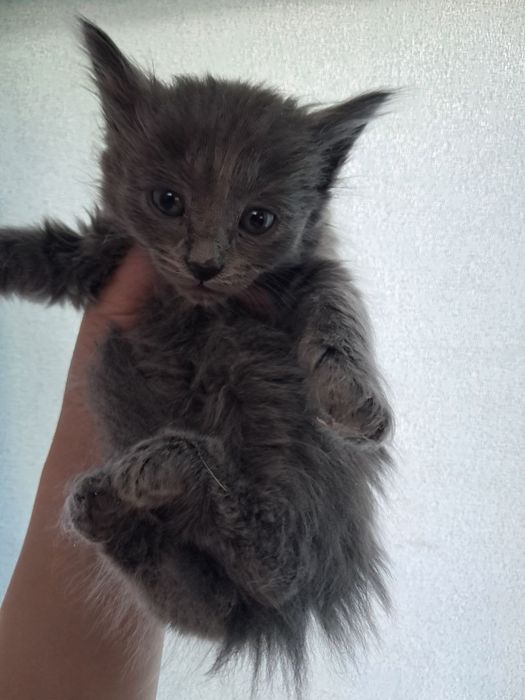 Отдам кошку даром