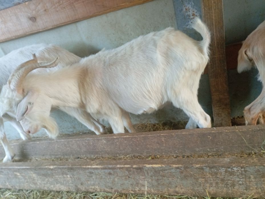 Vând țap de anul trecut