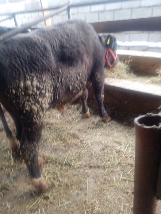 Бык бұқа семіз кемі бар залиний