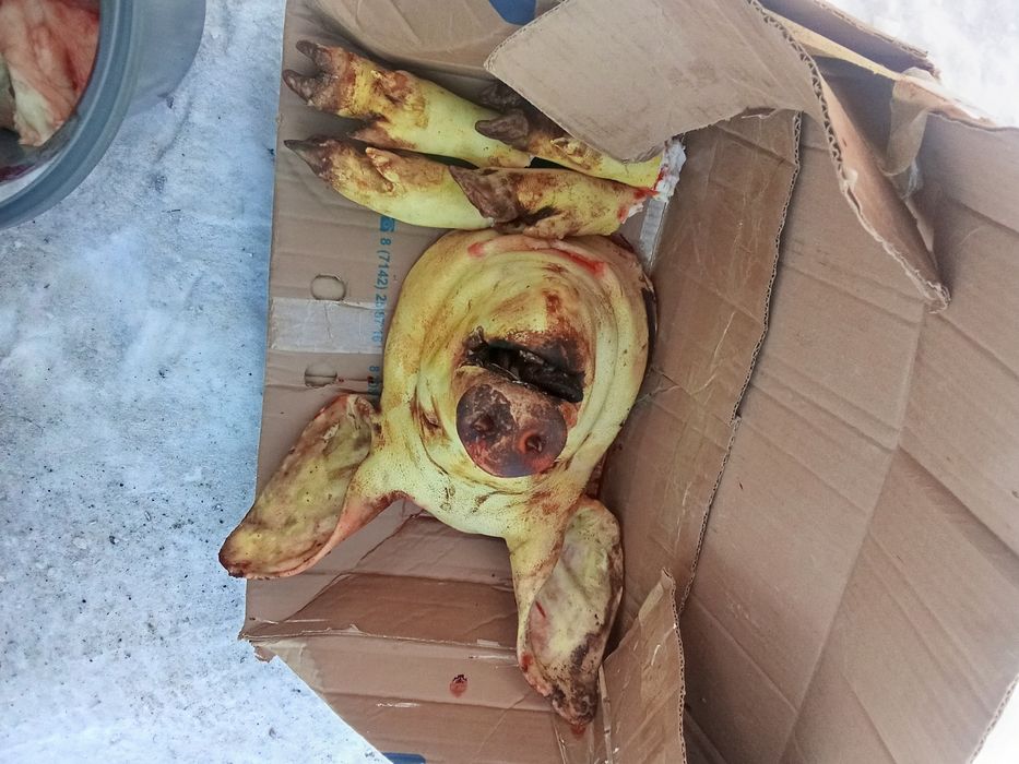 Мясо свинины свежие.