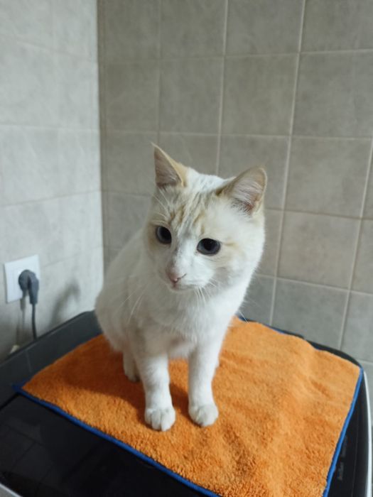 Кот кострированый мальчик