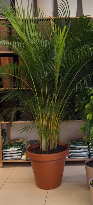 Пышный Дипсис Пальма