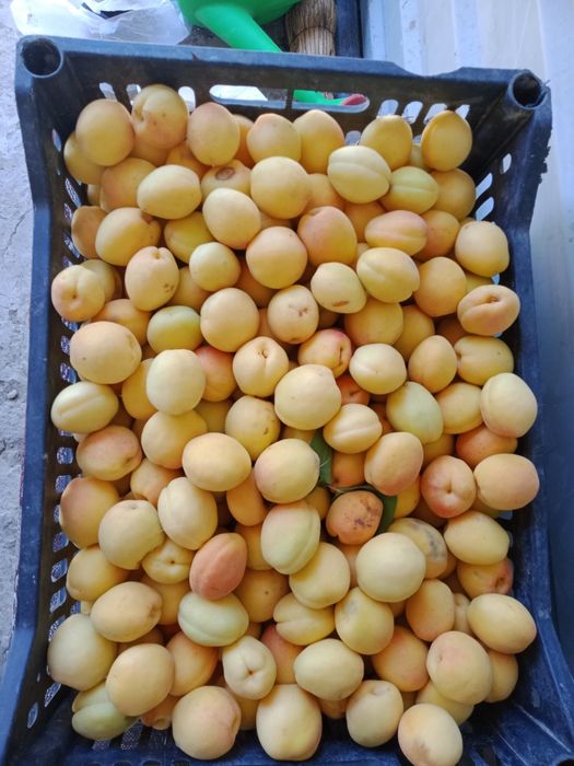 Большой дачный участок