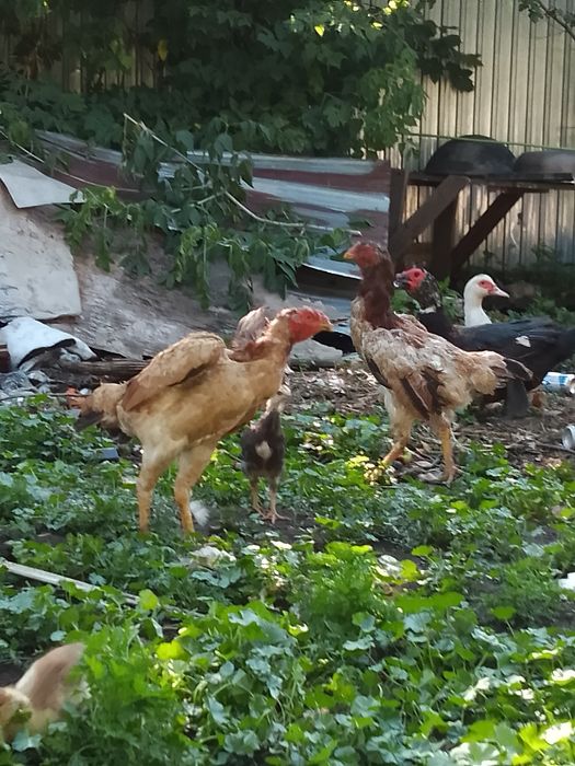 Продам даканов хорошей крови