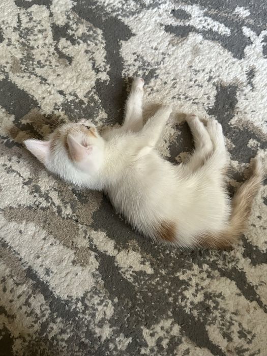 Котёнок(мальчик)ищет любящую семью