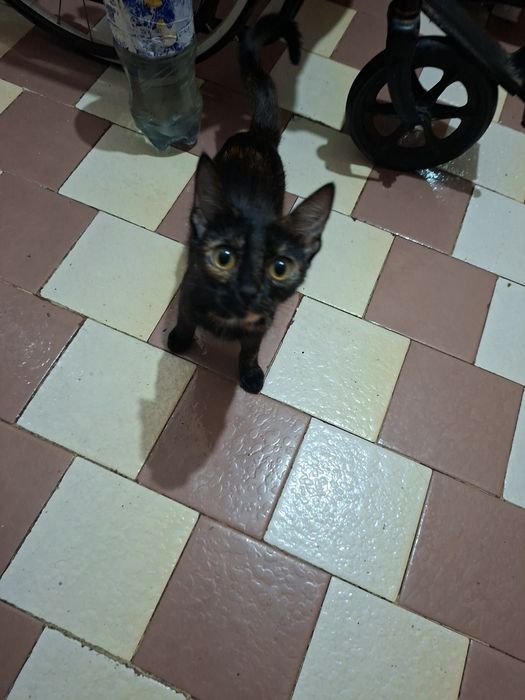 Dau pisicuta in adoptie