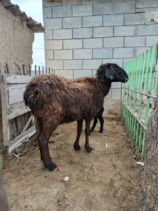 Козылы кой сатылады