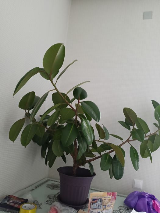 Продам цветок фикус