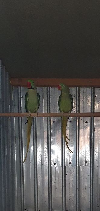 Papagali  diferite varietăți