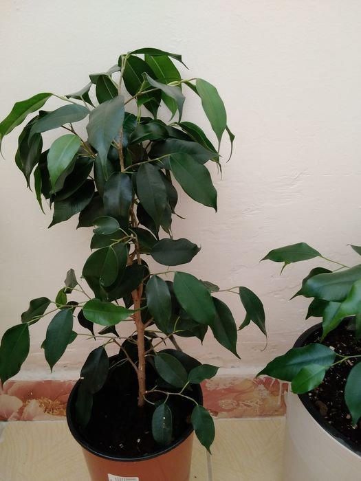 Продам комнатные цветы!