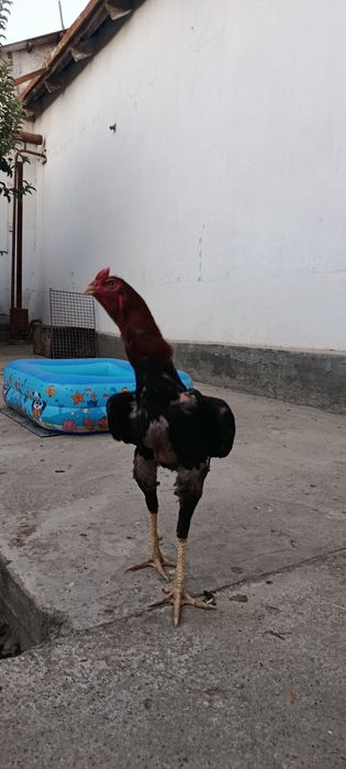 Toza dakan jujala