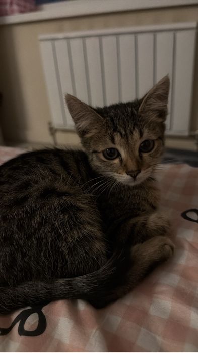 котенок отдам даром