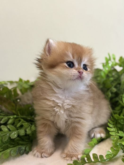 Продается котенок ny12