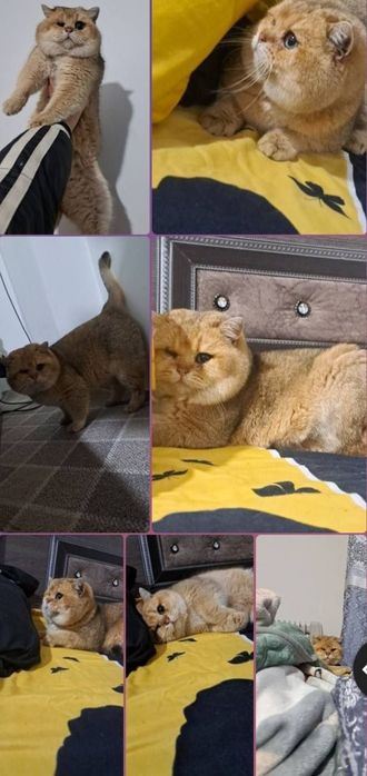 Шиншила для вязки