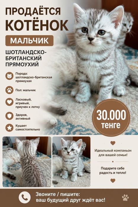 Шотландско-британские котята