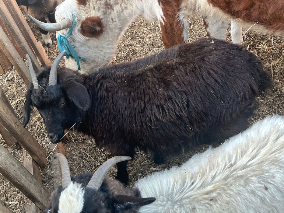 Козы ешкі лақ шыбыш