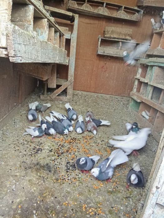 Vând porumbei jucatori