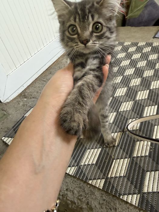 Котята девочки красавицы!