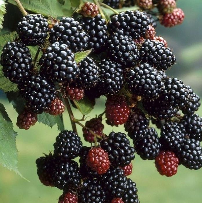 Ежемалина саженцы