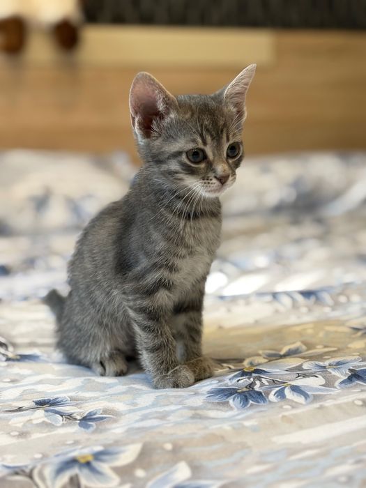 Подарявам малки котенца
