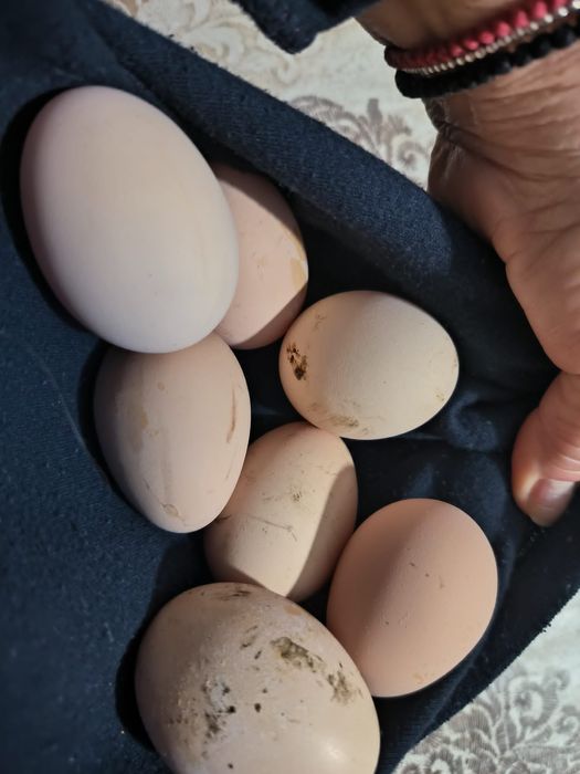 Ouă incubat Australorp