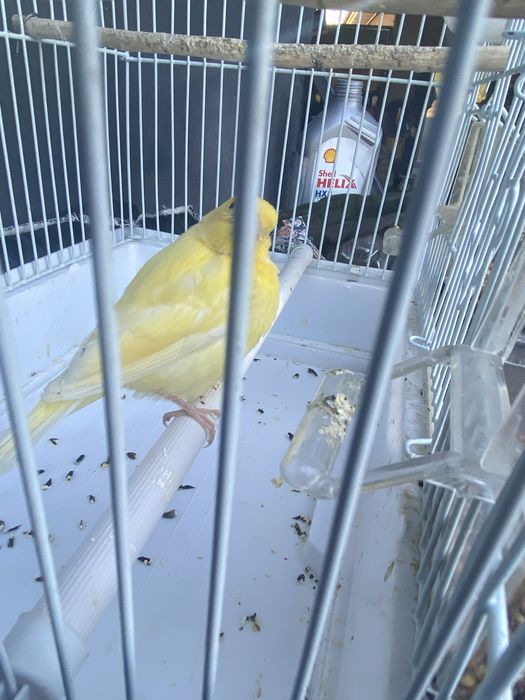 Продам канареек