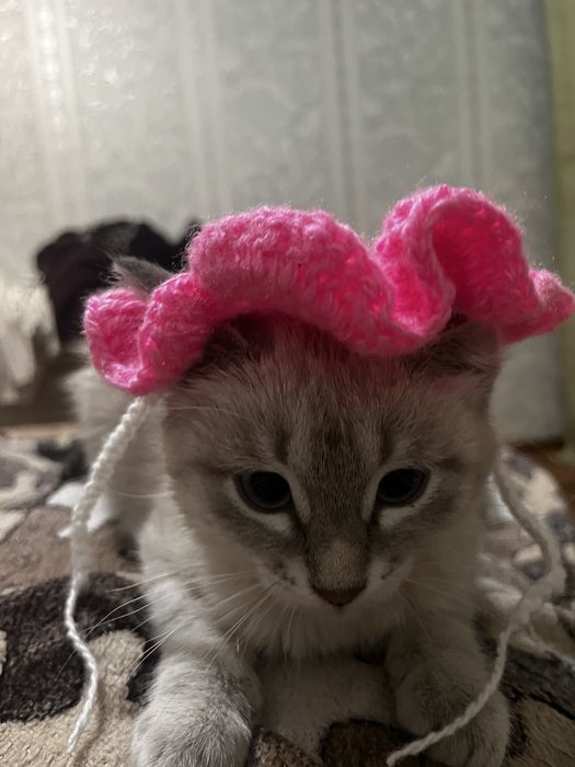 Отдам котенка бесплатно(девочка)