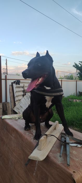 Вязка Питбуль, кабель ищет сучку