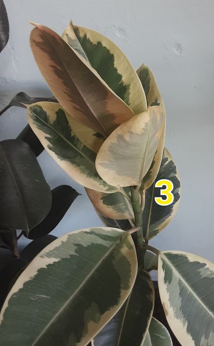 Фикус разных сортов