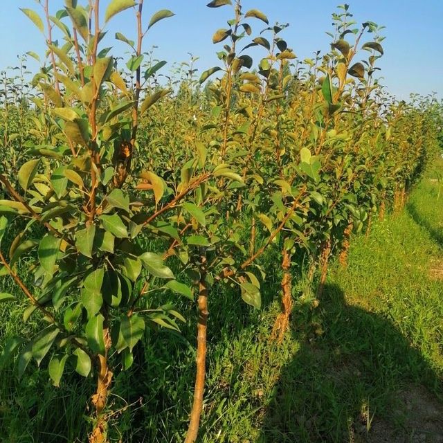 Мевали дарахтлар кучатлари дехкондан . 100% гарантия
