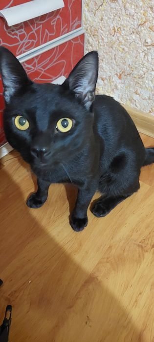 Кот, 2 года. Черный.