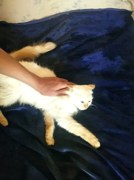 Кошки в добрые руки