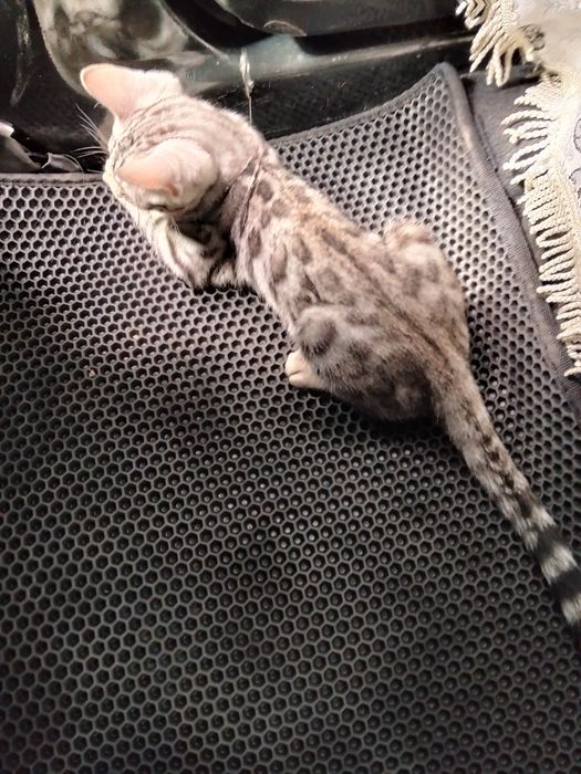 Котёнок Бенгал продается
