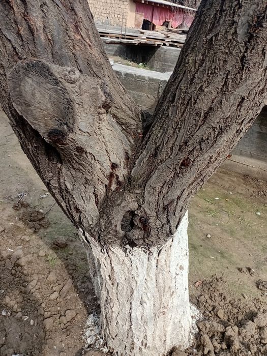 Arzon narxda o‘tin daraxt sotiladi