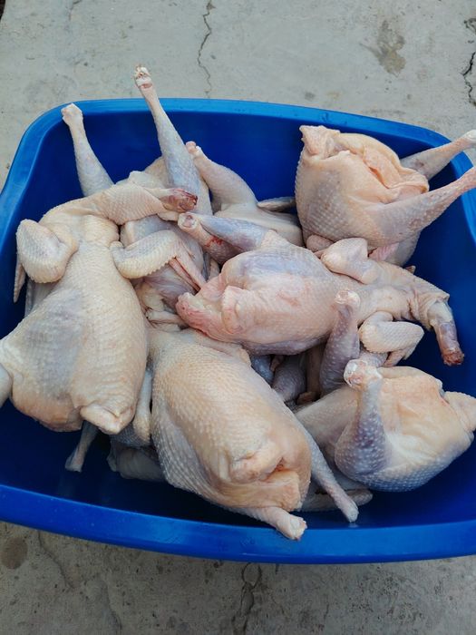 Дамашни хурозлар