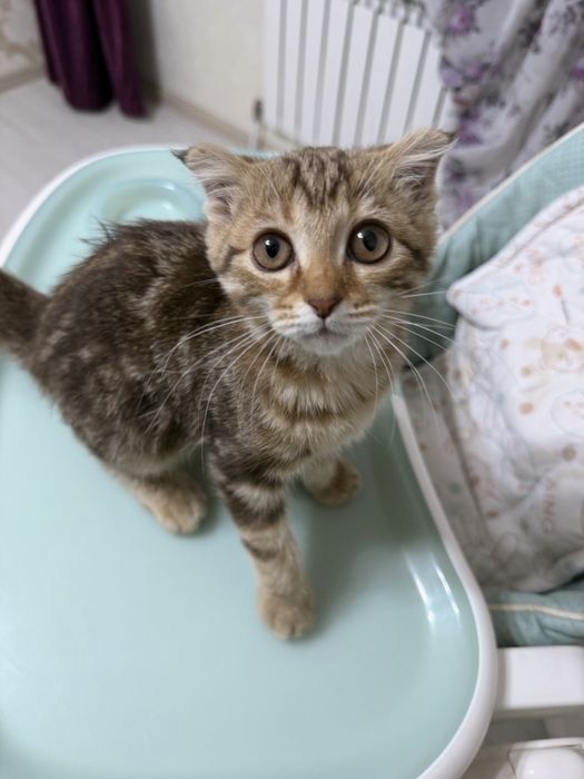 отдам котенка девочка