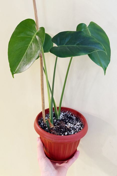 Монстера делициоза, рафидофора тетрасперма