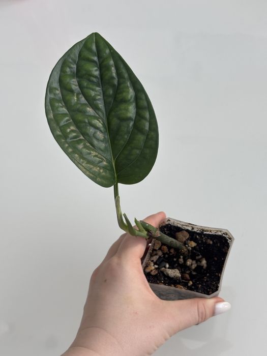 Эпипремнум марбл планет