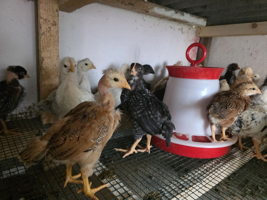 Pui de casă,gat golaș,pestriti