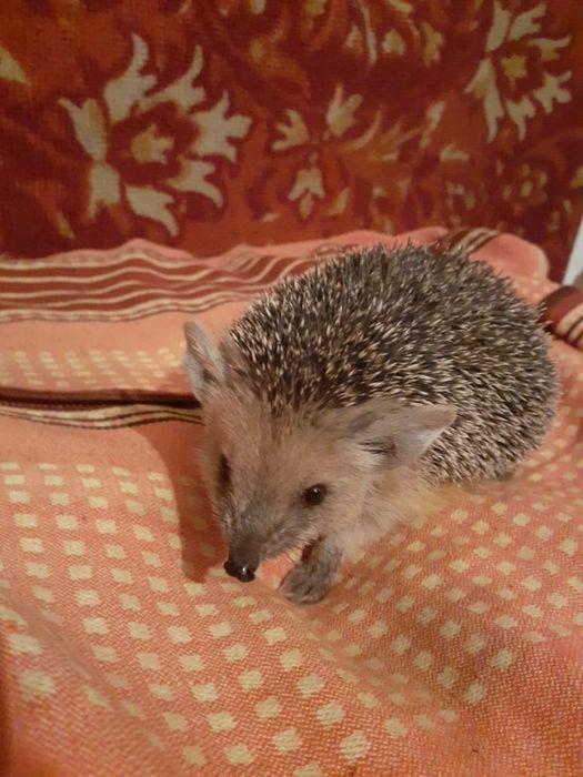 Ёжик ушастый продам