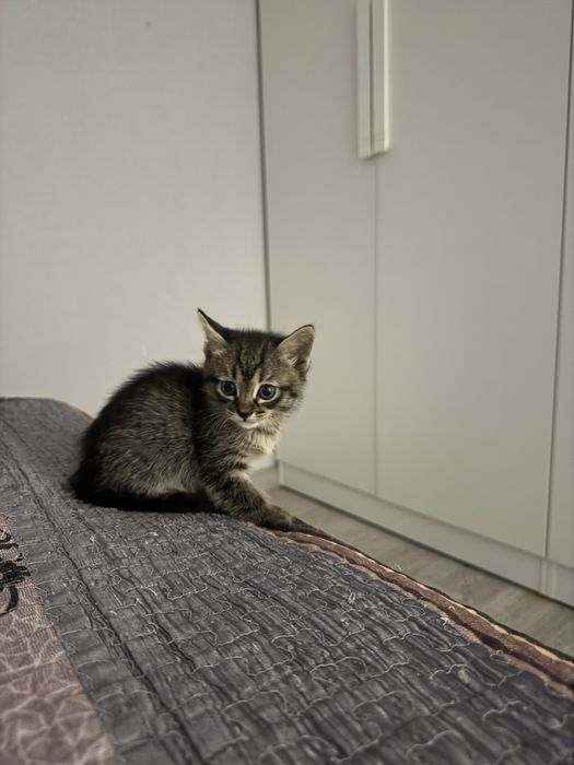 Отдам котят в добрые руки