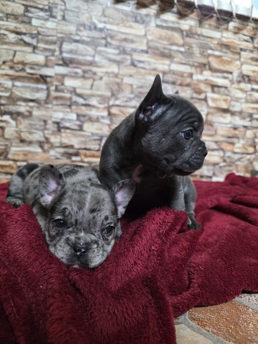 Бебета френски булдог