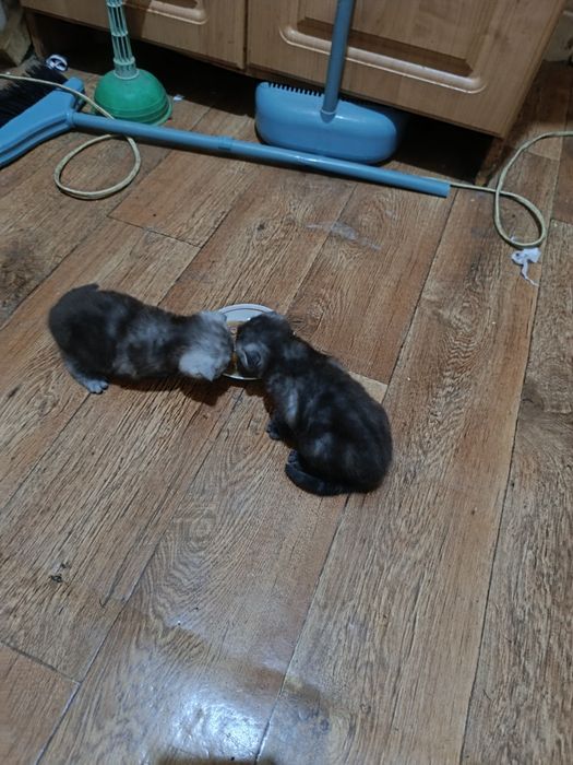 Продам котят Скоттиш Страйт