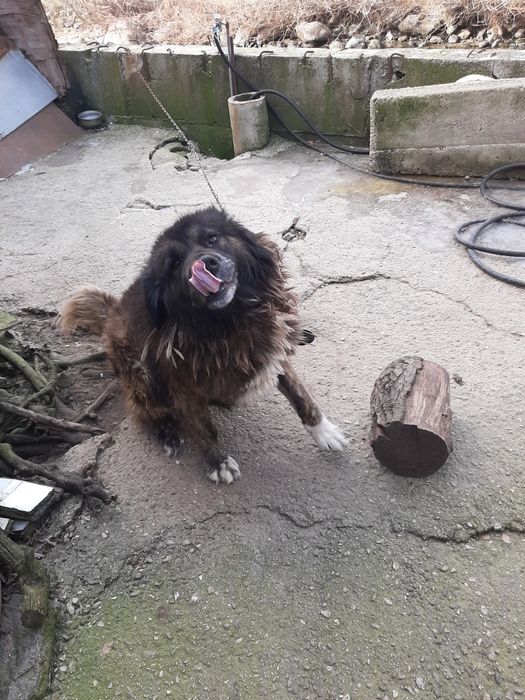 Българска каракачанка чистокръвна