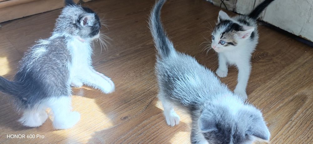 Котета се подаряват